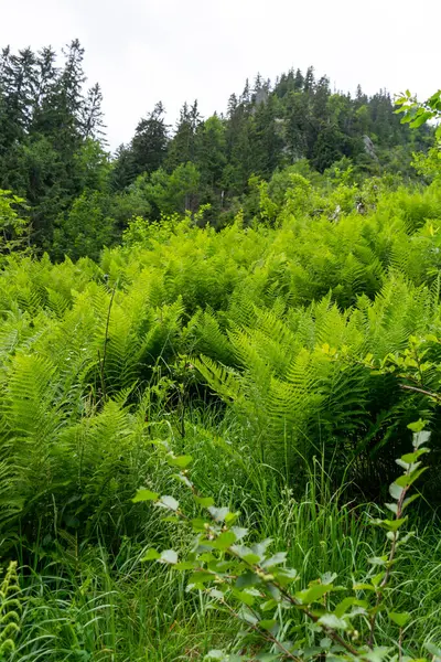 Plantas Verdes Floresta — Fotografia de Stock