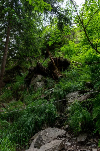 stock image a closeup shot of trees and rocks 