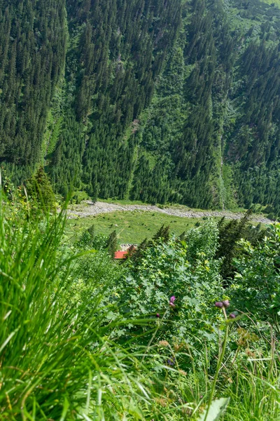 Dağlardaki Güzel Yeşil Çayır — Stok fotoğraf