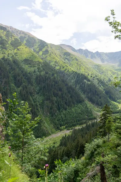 Прекрасний Вид Гірську Долину Ліс — стокове фото