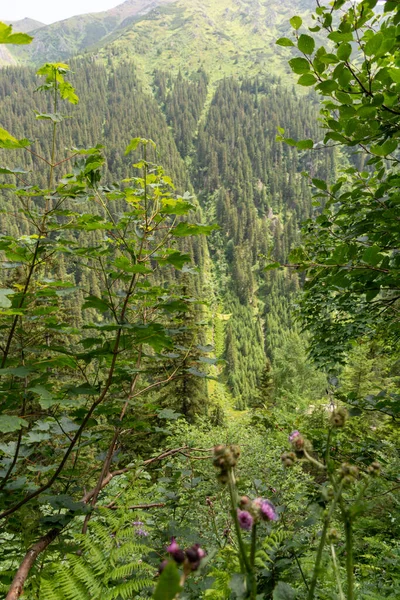 山の緑の木 — ストック写真