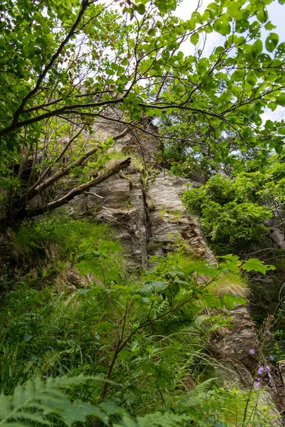 Pared Piedra Bosque — Foto de Stock