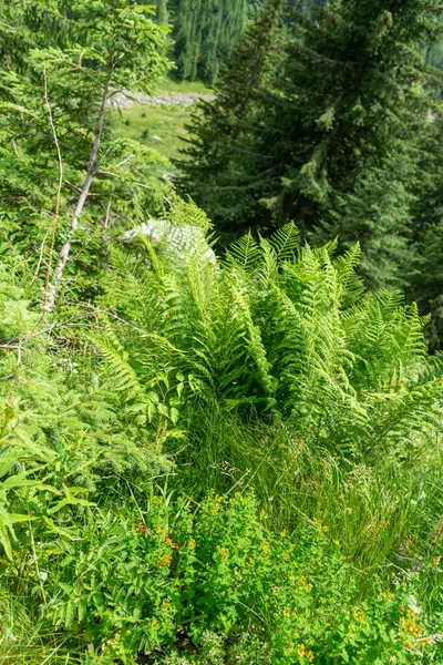 Bela Floresta Verde Nas Montanhas — Fotografia de Stock