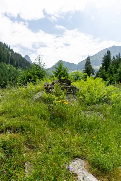 Sommerlandschaft Des Vitosha Gebirges Bulgarien — Stockfoto