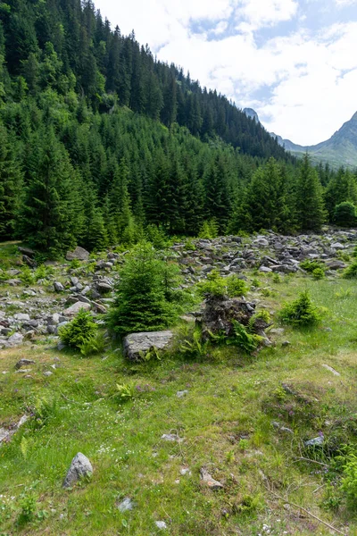 Bergwald Mit Bäumen Und Blauem Himmel — Stockfoto