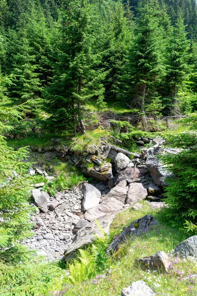 Stock image beautiful mountain river in the mountains in the forest 