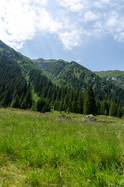 Hermoso Paisaje Montaña Con Bosque Día Soleado — Foto de Stock