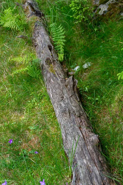 Trädstam Skog Flora — Stockfoto