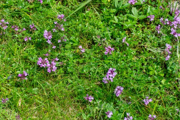 Beautiful Blooming Meadow Flowers Meadow — Stock Photo, Image