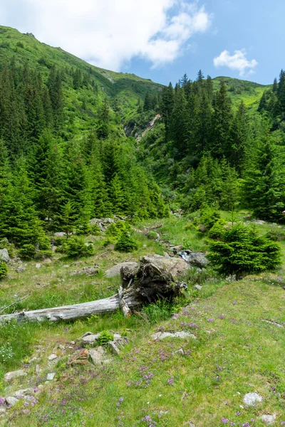 Beau Paysage Dans Les Montagnes Des Carpates — Photo
