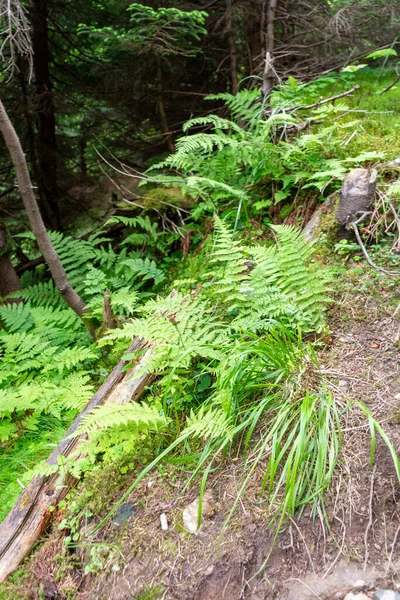 Dağdaki orman yolu. 