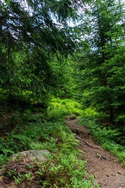 Krásný Les Stromy Zelenými Listy — Stock fotografie
