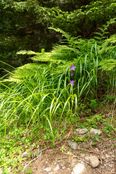 Фіолетові Фіолетові Квіти Фоні Зеленої Трави Гір Навесні — стокове фото