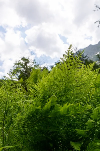 Bosque Verde Con Una Gran Montaña Una Exuberante Vegetación Verde —  Fotos de Stock