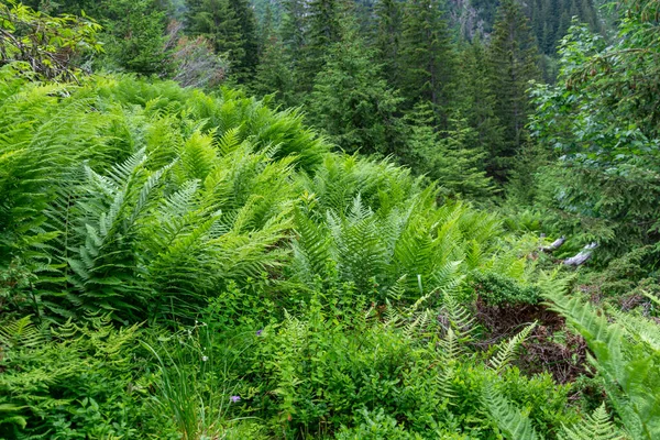 Pinheiros Verdes Floresta Nas Montanhas — Fotografia de Stock
