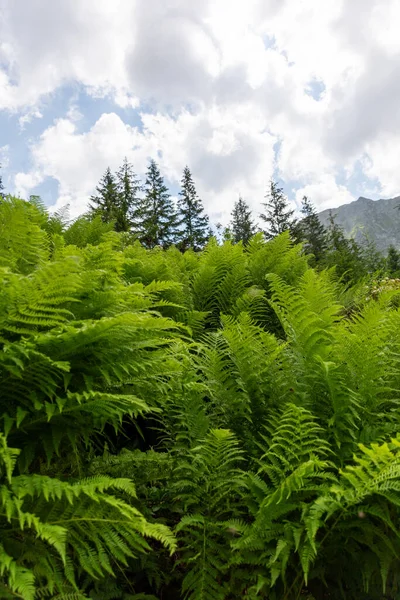 Vacker Grön Skogslandskap — Stockfoto