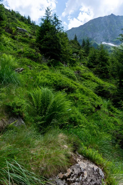 Гірський Пейзаж Зеленою Травою Лісом — стокове фото