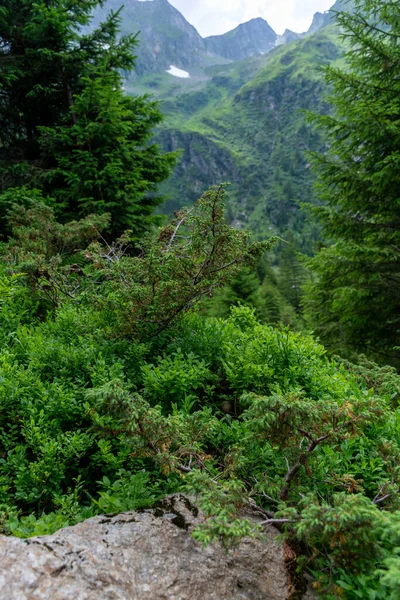 Yeşil Bir Ormanın Güzel Bir Görüntüsü — Stok fotoğraf