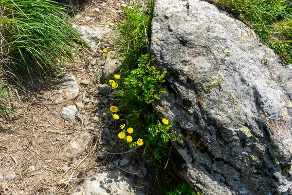 Жовті Квіти Каменях Лісі Навесні — стокове фото