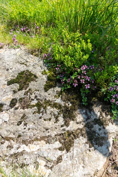 Фіолетові Білі Квіти Камені — стокове фото