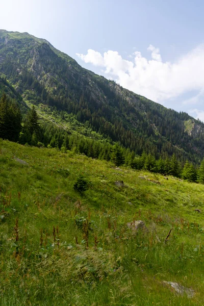 Красивий Гірський Пейзаж Зеленою Травою Лісом — стокове фото
