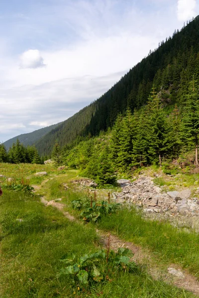 stock image summer landscape with mountains and green grass 