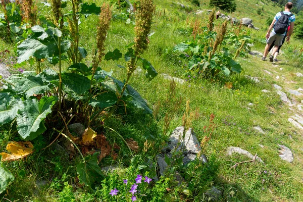 Güzel botanik fotoğrafı, doğal duvar kağıdı. 