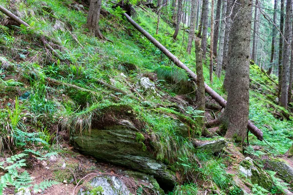Grüner Wald Sommer — Stockfoto