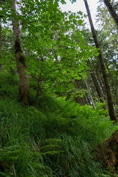 Paisagem Florestal Com Árvores Verdes Uma Montanha — Fotografia de Stock