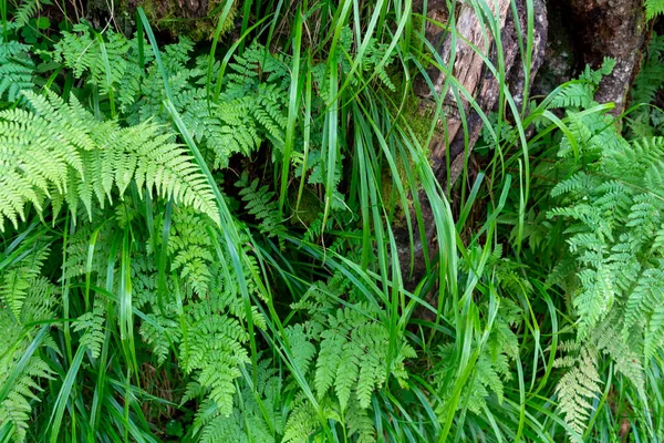 녹색식물로 뒤덮인 아름다운 — 스톡 사진