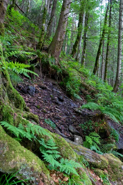 Erdő Hegyekben — Stock Fotó