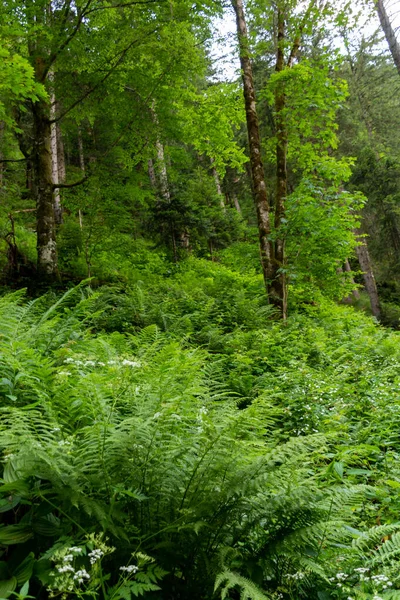 stock image forest landscape with trees and plants 