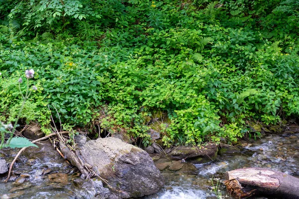Gyönyörű Folyó Erdőben — Stock Fotó