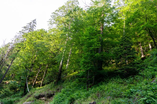 Forest Trees Green Leaves Mountains Summer — Stock Photo, Image