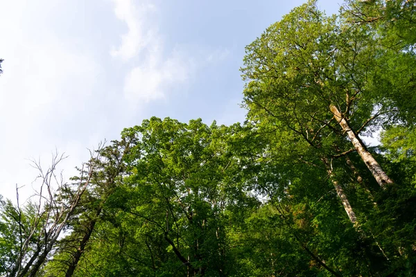 Hermoso Bosque Con Árboles Verdes Cielo Azul —  Fotos de Stock