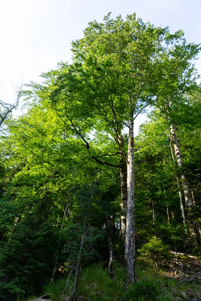 Зелений Ліс Горі — стокове фото