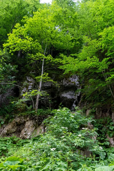 Zöld Fák Erdőben — Stock Fotó