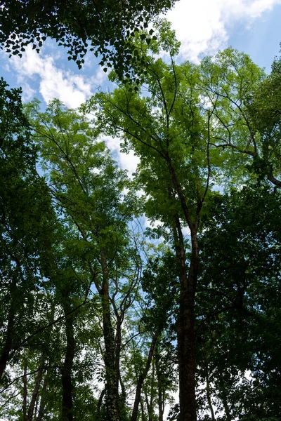 Bela Paisagem Com Árvores Folhas Verdes — Fotografia de Stock