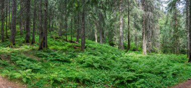 Güzel bir orman ve dağ manzarası. 