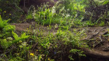 Ormanda güzel çiçekler 