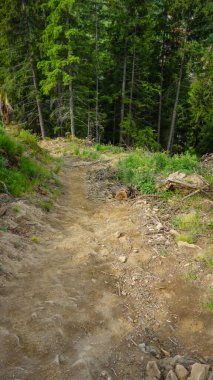 Karpat Dağları 'nda bir patikası olan dağ manzarası 