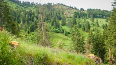 Doğanın güzel manzarası 
