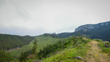 Karpatların dağ yolu güneşli bir yaz gününde 