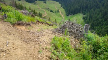 Dağlarda güzel bir orman manzarası 