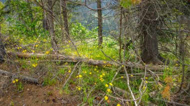 Dağlarda güzel bir orman manzarası 