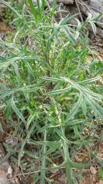 Bahçedeki bir bitkinin yeşil yaprakları 