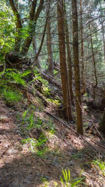 Yeşil otlu bir ormanın dikey görüntüsü. 