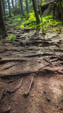 Dağlardaki güzel orman 