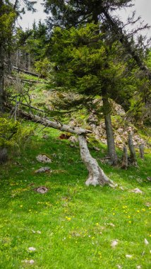 Ormandaki yeşil ağaç. 