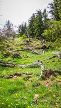 Ağaçlar ve çiçeklerle dolu güzel bir manzara. 